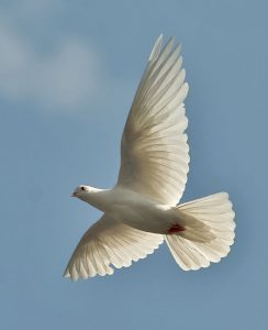 flying dove